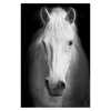 Toiles posters animaux en noir et blanc - /medias/157553528639.jpg